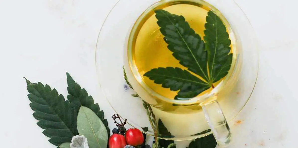 How to Make Cannabis Stem Tea 2