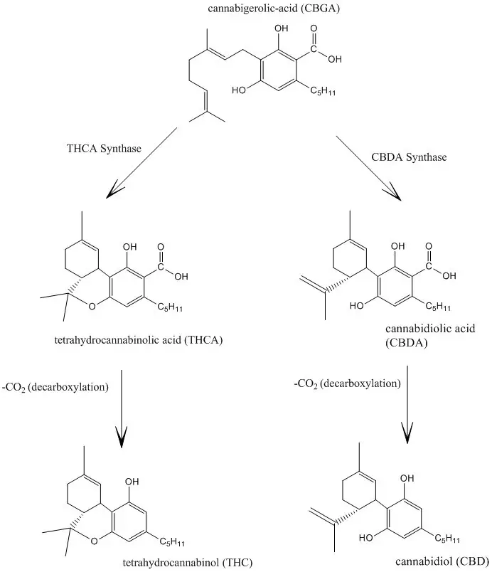 The Chemistry of Decarboxylation