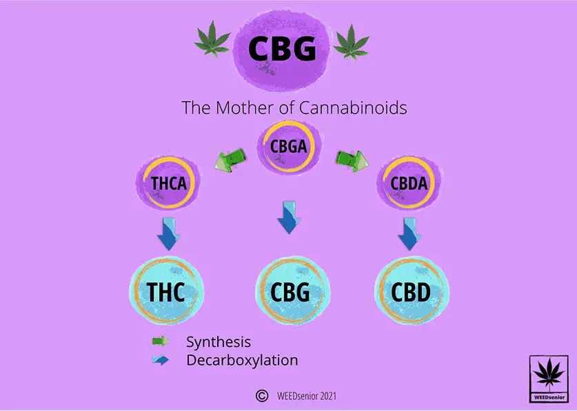 CBG converts to other cannabinoids_Infographic