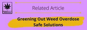 Greening Out Weed Overdose Safe Solutions