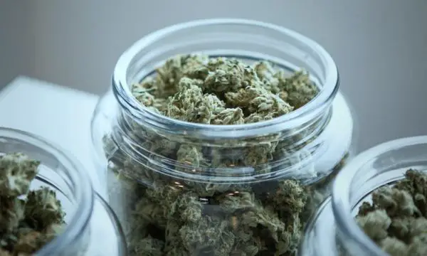 How to keep you weed fresher for longer